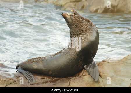 Maschi New Zealand pelliccia sigillo (Arctocephalus forster) chiamando, Nuova Zelanda Foto Stock