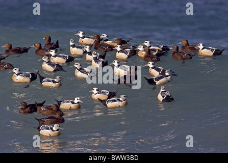 Steller's Eider (Polysticta stelleri) adulti maschi e femmine, gregge in mare del Nord della Norvegia, marzo Foto Stock