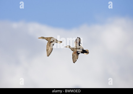 Canapiglia (Anas strepera) Coppia adulta, in volo nuziale, Norfolk, Inghilterra, può Foto Stock