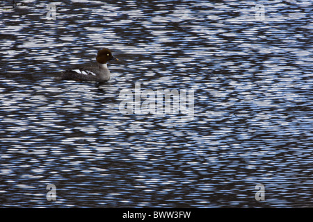 Comune (Goldeneye Bucephala clangula) femmina adulta, nuoto sul lago, Svezia, inverno Foto Stock