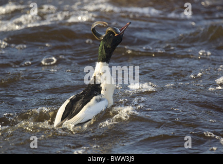 Smergo maggiore (Mergus merganser) maschio adulto, alimentazione con lampreda nel becco, Fiume Nith, Dumfries and Galloway, Scozia, inverno Foto Stock