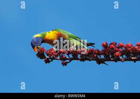 Rainbow Lorikeet (Trichoglossus haematodus) alimentazione su bacche Foto Stock