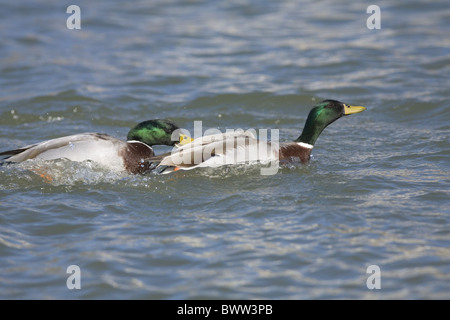 Mallard Duck (Anas platyrhynchos) maschi adulti, combattendo su acqua, North Dakota, U.S.A. Foto Stock