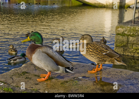 Mallard Duck (Anas platyrhynchos) adulto maschio e femmina, in piedi su Riverside Quay, Wareham Dorset, Inghilterra, novembre Foto Stock