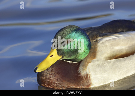Mallard Duck (Anas platyrhynchos) maschio adulto, close-up di testa, nuoto, Warwickshire, Inghilterra, estate Foto Stock