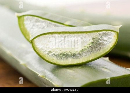 Aloe foglie con taglio aloe fetta come closeup su sfondo bianco Foto Stock