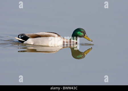 Mallard Duck (Anas platyrhynchos) maschio adulto, nuoto con la riflessione, Minsmere RSPB Riserva, Suffolk, Inghilterra Foto Stock