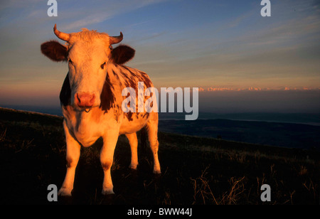 Svizzera Europa Canton Berna Giura Bernese giura Chasseral mucca ritratto crepuscolo serale rosso mountain Foto Stock