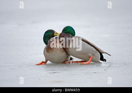 Mallard Duck (Anas platyrhynchos) due maschi adulti, combattendo sul laghetto congelato, Suffolk, Inghilterra, gennaio Foto Stock