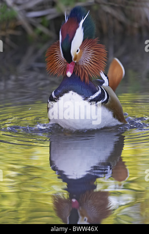 Anatra di mandarino (Aix galericulata) maschio adulto, specie introdotte, visualizzazione su acqua, Inghilterra Foto Stock