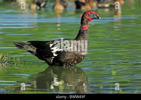 Anatra muta (Cairina moschata) maschio adulto, in piedi in acqua, Pantanal, Mato Grosso, Brasile Foto Stock