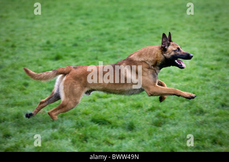 Pastore belga cane / Malinois (Canis lupus familiaris) in esecuzione in campo, Belgio Foto Stock