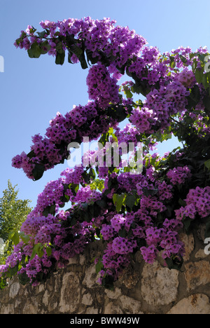 Una rosa bougainvillea accanto all'cielo blu nel giardino privato nella città di Cavtat.Il bougainvillea è popolare pianta di giardino in .... Foto Stock