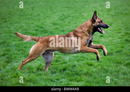Pastore belga cane / Malinois (Canis lupus familiaris) in esecuzione in campo, Belgio Foto Stock