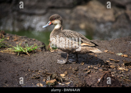 Bianco-cheeked Pintail (Anas bahamensis galapagensis) adulto, in piedi sul fango, Isole Galapagos Foto Stock