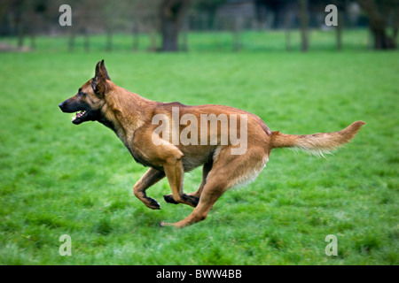 Pastore belga cane / Malinois (Canis lupus familiaris) in esecuzione in campo, Belgio Foto Stock