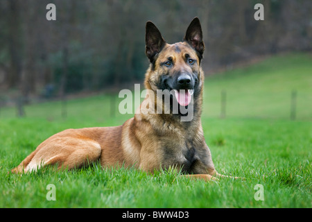 Pastore belga cane / Malinois (Canis lupus familiaris) che giace nel campo, Belgio Foto Stock