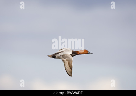 Pochard comune (Aythya ferina) maschio adulto, in volo, Norfolk, Inghilterra, può Foto Stock