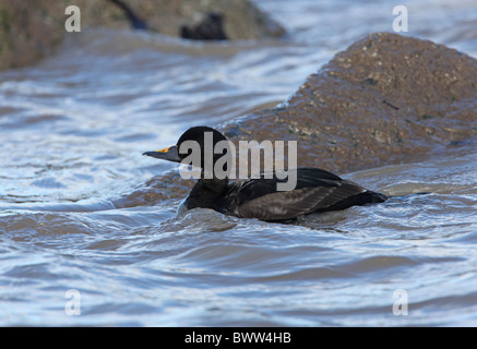 Comune (Orchetto Melanitta nigra) prima estate maschio, nuoto in mare accanto a rocce, Norfolk, Inghilterra, aprile Foto Stock