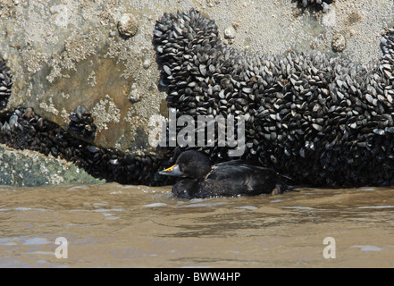 Comune (Orchetto Melanitta nigra) prima estate maschio, nuoto in mare accanto a crostacei incrostati di rocce, Norfolk, Inghilterra, aprile Foto Stock