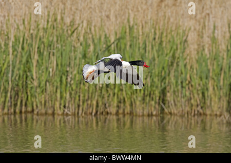 Shelduck comune (Tadorna tadorna) maschio adulto, in volo e atterraggio su acqua, Norfolk, Inghilterra, può Foto Stock