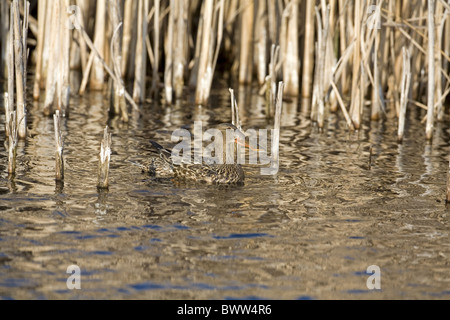 Northern mestolone (Anas clypeata) femmina adulta, nuoto in marsh, North Dakota, U.S.A. Foto Stock