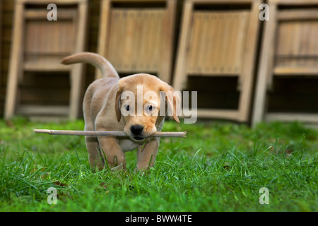 Il Labrador (Canis lupus familiaris) pup giocando con il bastone in bocca in giardino Foto Stock