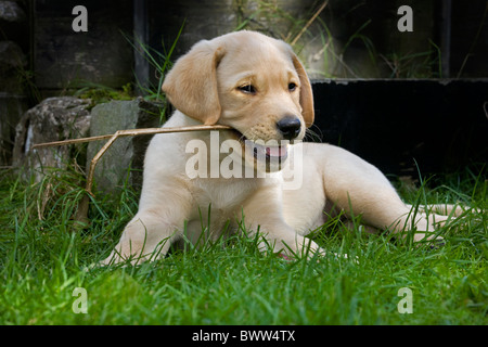 Il Labrador (Canis lupus familiaris) pup giocando con il bastone in bocca in giardino Foto Stock