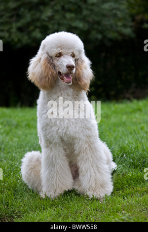 Barboncino Standard (Canis lupus familiaris) seduti in giardino Foto Stock