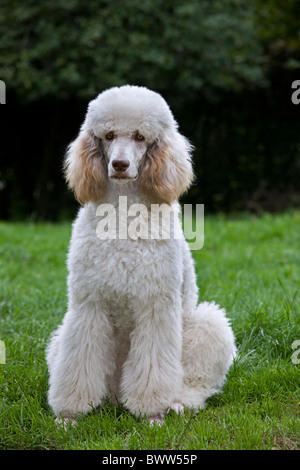 Barboncino Standard (Canis lupus familiaris) seduti in giardino Foto Stock