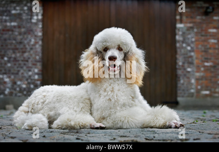 Barboncino Standard (Canis lupus familiaris) disteso di fronte a casa Foto Stock