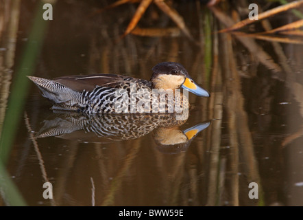 Silver Teal (Anas versicolor versicolor) maschio adulto, nuoto in piscina, Provincia di Buenos Aires, Argentina, gennaio Foto Stock