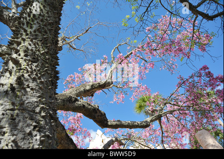 Il filo interdentale in seta struttura ad albero Ceiba speciosa. Foto Stock