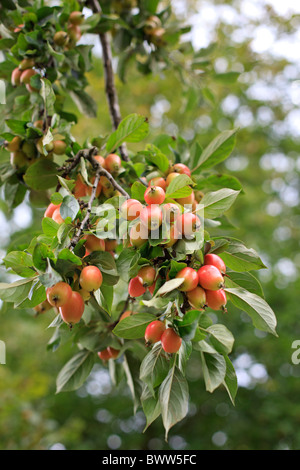 Malus 'John Downie' frutti di maturazione sulla pianta nel mese di agosto Foto Stock