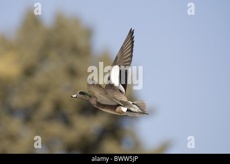 American Wigeon (Anas americana) maschio adulto, in volo, Bosque del Apache, Nuovo Messico, U.S.A. Foto Stock