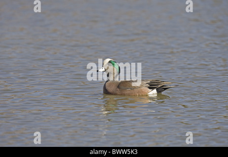 American Wigeon (Anas americana) maschio adulto, nuoto, Bosque del Apache, Nuovo Messico, U.S.A. Foto Stock