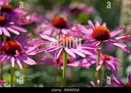 Echinacea Purpurea Rubinstern Foto Stock