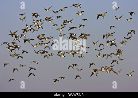 Fischione (Anas penelope) gregge, in volo, Gloucestershire, Inghilterra, inverno Foto Stock