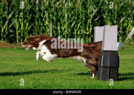 Border Collie (Canis lupus familiaris) saltando ostacoli alla concorrenza flyball Foto Stock