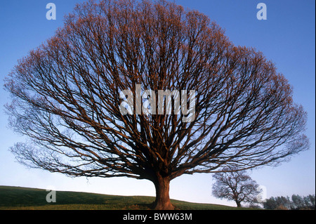 Svizzera Europa Canton Basilea-paese Wintersingen alberi di tiglio primavera la natura paesaggio paesaggio sk blu Foto Stock