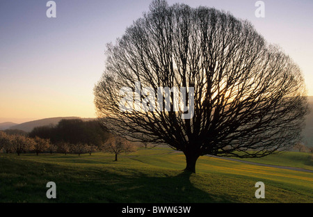 Svizzera Europa Canton Basilea-paese Wintersingen alberi di tiglio primavera la natura paesaggio paesaggio sk blu Foto Stock