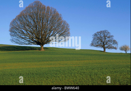 Svizzera Europa Canton Basilea-paese Wintersingen alberi di tiglio primavera la natura paesaggio paesaggio sk blu Foto Stock