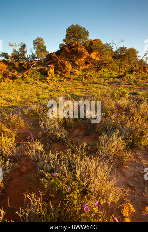 Golden sunrise sulla gamma Byngnano graticcio di giallo e arancione/Red Rocks a Homestead Creek, Mutawintji Parco Nazionale del Nuovo Galles del Sud Foto Stock