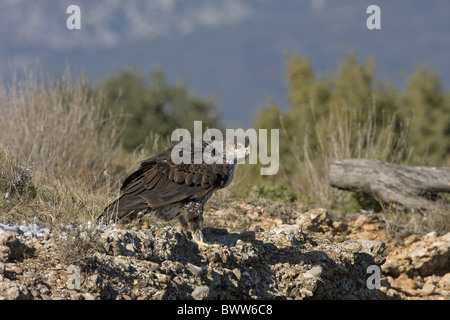 L'Aquila del Bonelli (Aquila fasciata) femmina adulta, in piedi sulle rocce, Aragona, Spagna, novembre Foto Stock