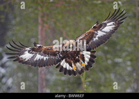 Aquila reale (Aquila chrysaetos) via a molla, immaturi in volo e atterraggio in nevicata, il nord della Finlandia Foto Stock