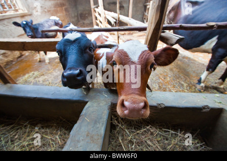 Vitelli di alimentazione (ONG keniota) Maji Centro Mazuri, Nairobi, Kenia Foto Stock