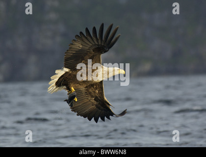 White-tailed Eagle (Haliaeetus albicilla) adulto, in volo, la pesca nelle acque costiere, con pesci di artigli, Flatanger, Norvegia Foto Stock