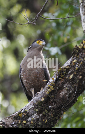 Crested Serpent-eagle (Spilornis cheela pallido) adulto, appollaiato sul ramo in foresta, fiume Kinabatangan, Sabah Borneo, Malaysia, marzo Foto Stock