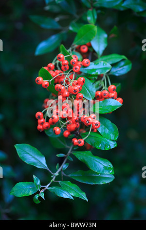 Bacche rosse di Pyracantha (Firethorn) Foto Stock