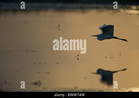Airone bianco maggiore (Casmerodius Albus) adulto, in volo su acqua, profilarsi all'imbrunire, Crooked Tree riserva faunistica, Belize Foto Stock